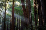 Crepuscular Rays in Muir Woods